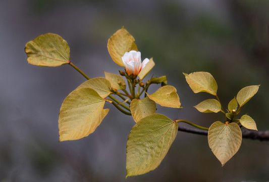 桐子花