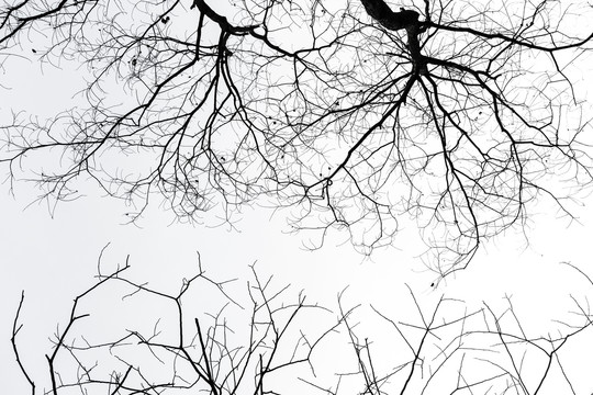 天空的枯树枝