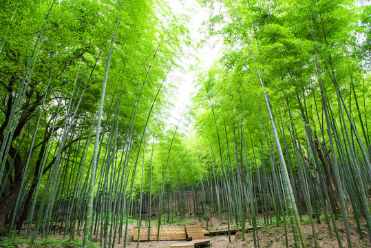 毛竹林