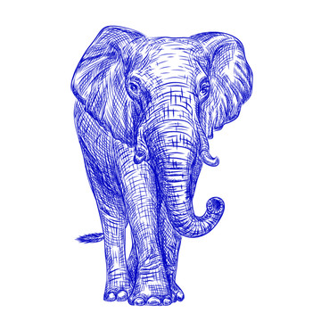 大象矢量手绘