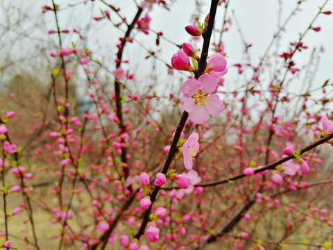 山桃花