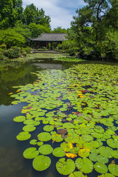 杭州植物园