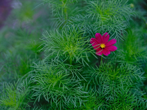 格桑花