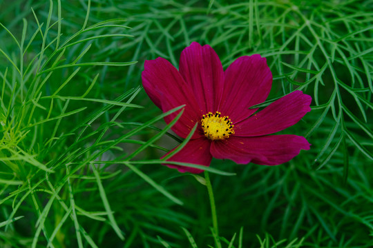 格桑花特写