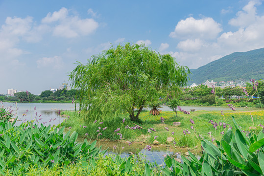 肇庆波海公园湿地公园景色
