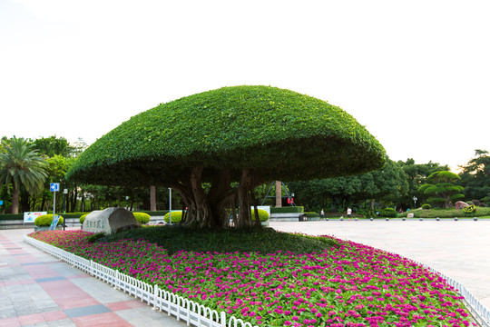 广西南宁名树博览园景观树