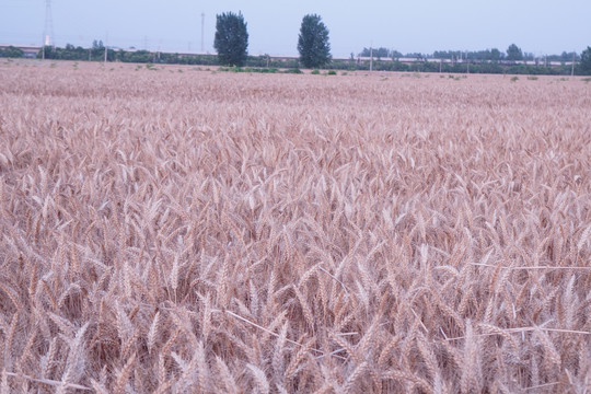 麦田