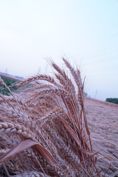 小麦倒伏