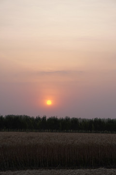 麦地夕阳