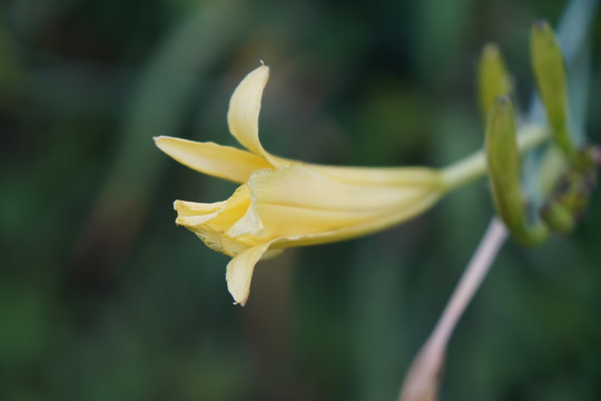 黄花菜