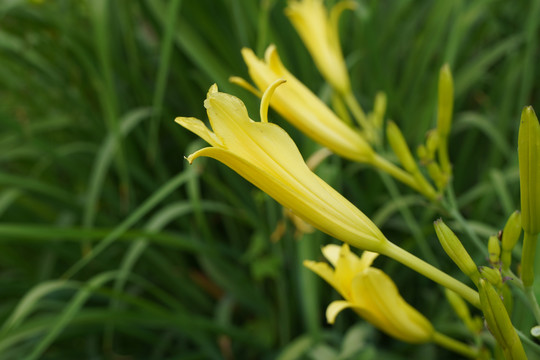 黄花菜