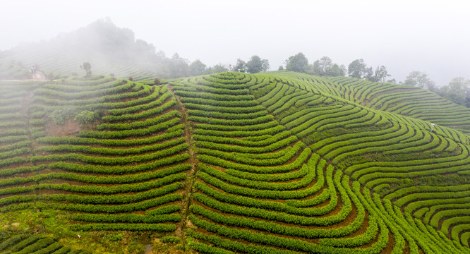 天宫山黄茅硬茶山