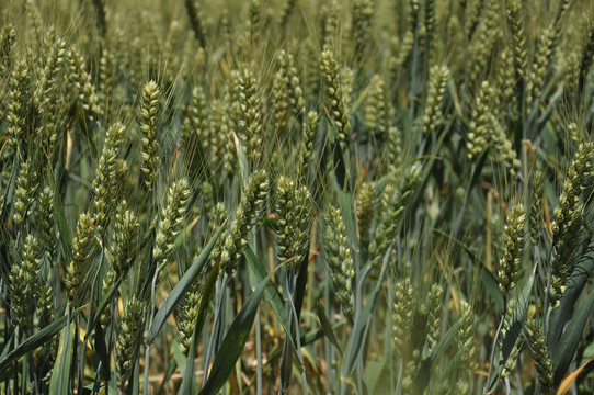 大田里正在灌浆的小麦