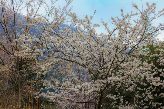 武宁太平山樱花