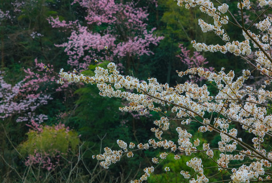 武宁太平山樱花