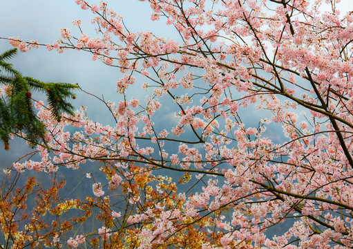 武宁太平山樱花