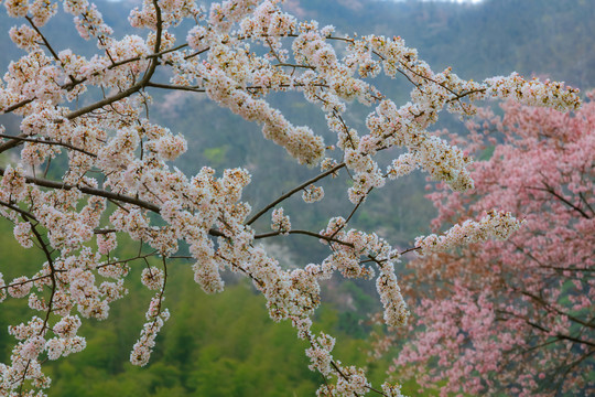 武宁太平山樱花