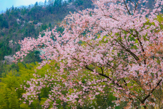 武宁太平山樱花