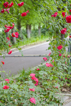 鲜花背景