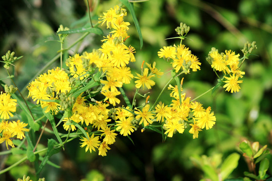 小黄花