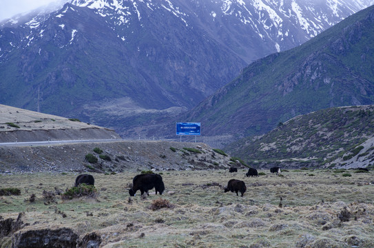 318国道西藏风光草原上的牦牛