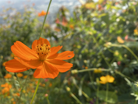 黄波斯菊