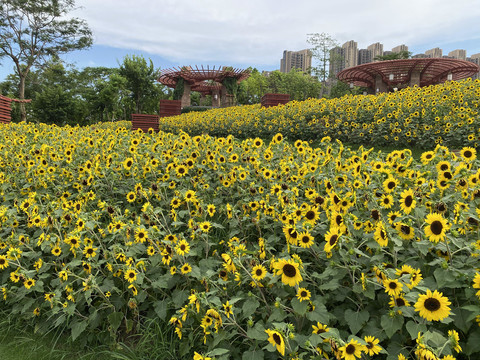 千灯湖向日葵花海