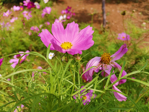 格桑花