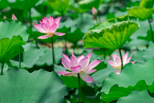 水中芙蓉荷花