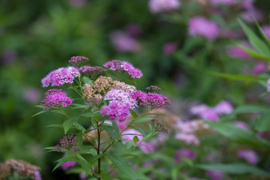 粉花绣线菊