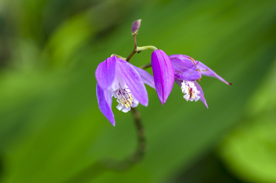 野生药材白芨