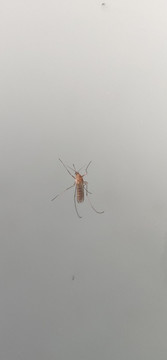 蚊蟲