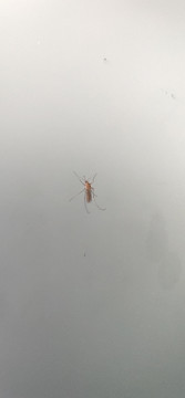 蚊蟲