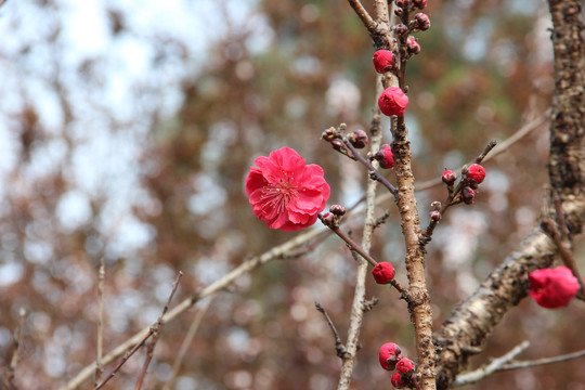 红叶碧桃花