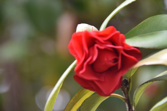 高清山茶花图