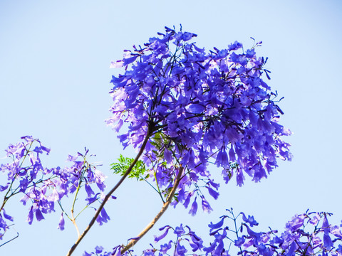 蓝花楹树枝