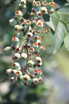 蓝莓果大大小小