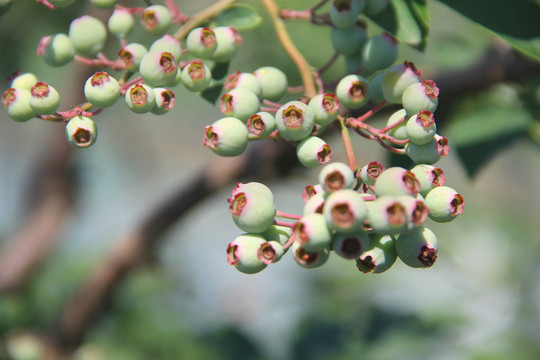 拍摄枝头蓝莓