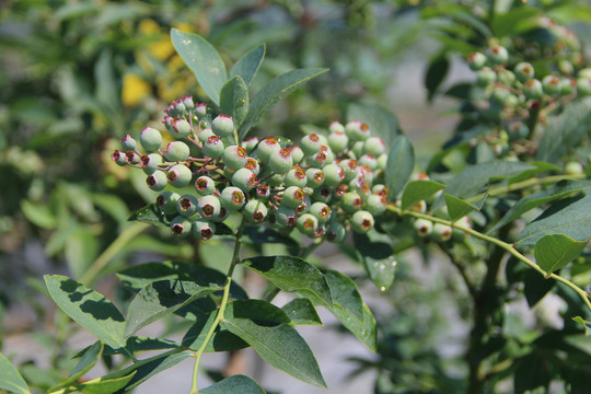 青果蓝莓