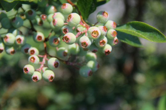 雨露蓝莓