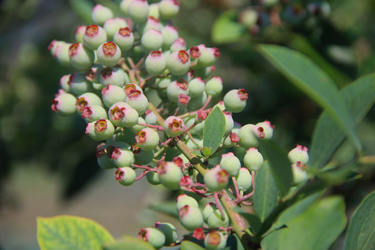 枝头鲜蓝莓