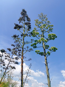 剑麻龙舌兰开花