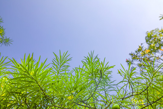 仰拍鲜花树枝