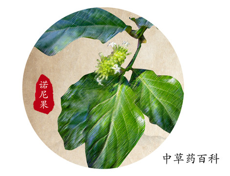 海濱木吧戟