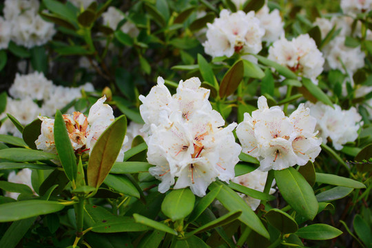 杜鹃花