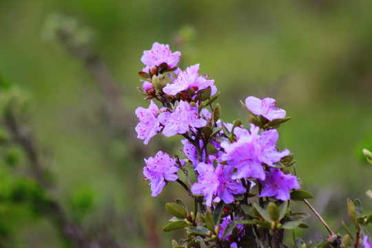 索玛花