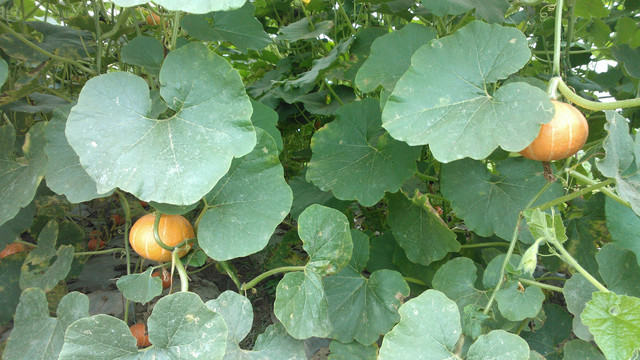 蔬菜种植基地