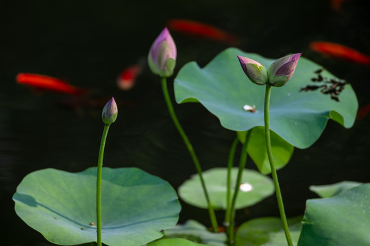 并蒂莲