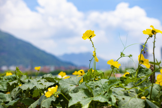 丝瓜花