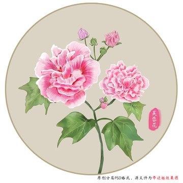 手繪芙蓉花插畫